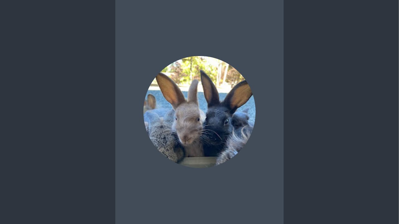 Snack with the bunnies 