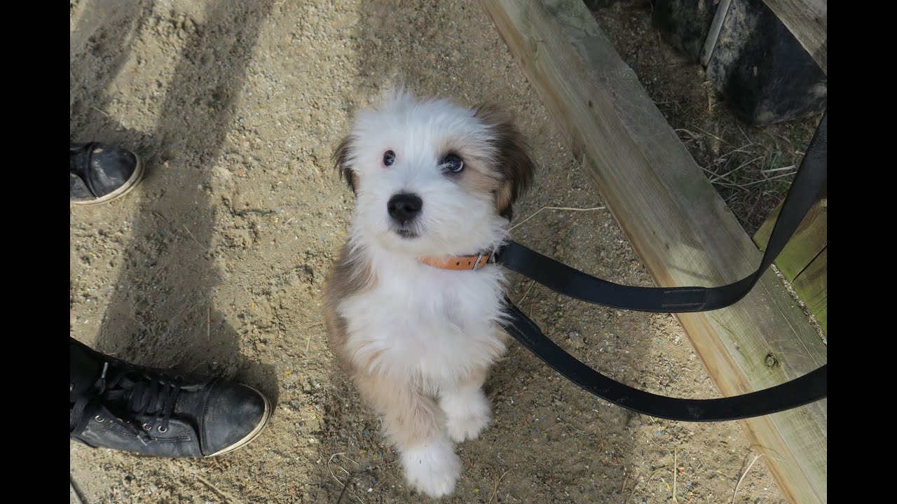 Barney - Tibetan Terrier puppy - 2 Week Residential Dog Training at Adolescent Dogs