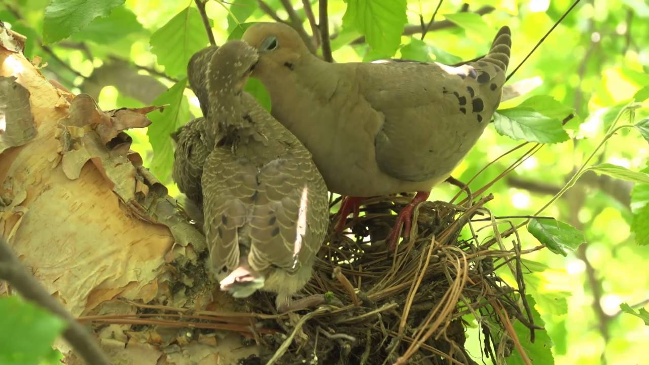 Mourning Dove Feeding Young Sqaubs