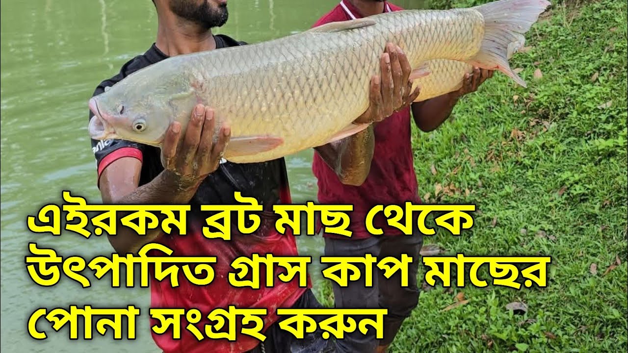 বাছাই কৃত বড় ব্রট মাছ থেকে উৎপাদিত গ্ৰাস কাপ মাছের পোনা 01799515226