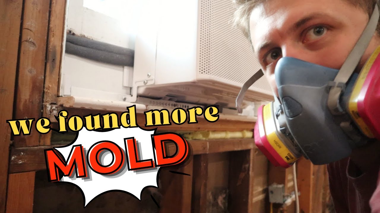 We Found More MOLD | Calico Cow Acres Homestead
