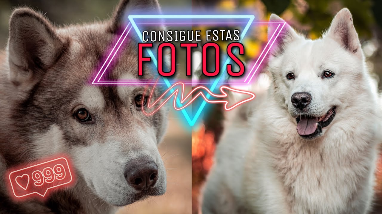 10 TRUCOS (Tips) F&Aacute;CILES para HACER MEJORES FOTOS a tu MASCOTA