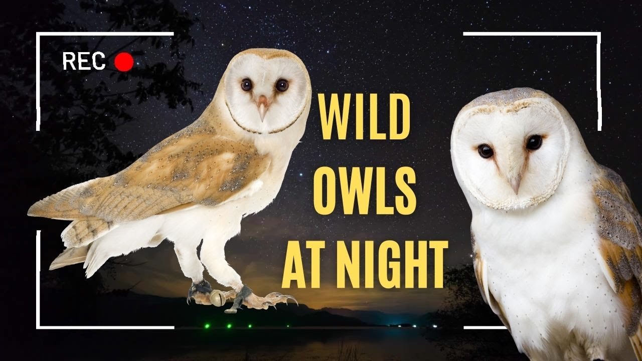 AMAZING WILD OWLS NIGHT CAPTURE