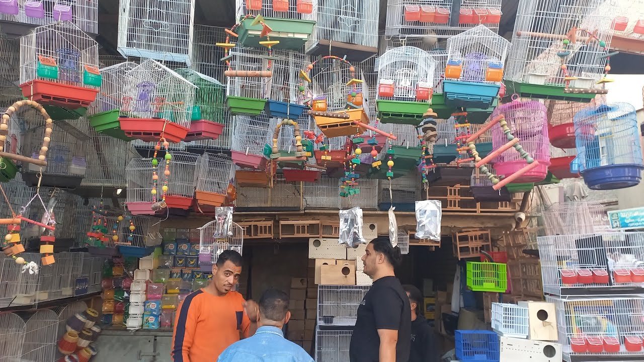عم كرم واسعار حلوة ومميزة للاقفاص والسلاكات والشيالات⁉️ ومكانه ورقمه❤️💚عروض حلوة للقناة💚❤️سوق الجمعة