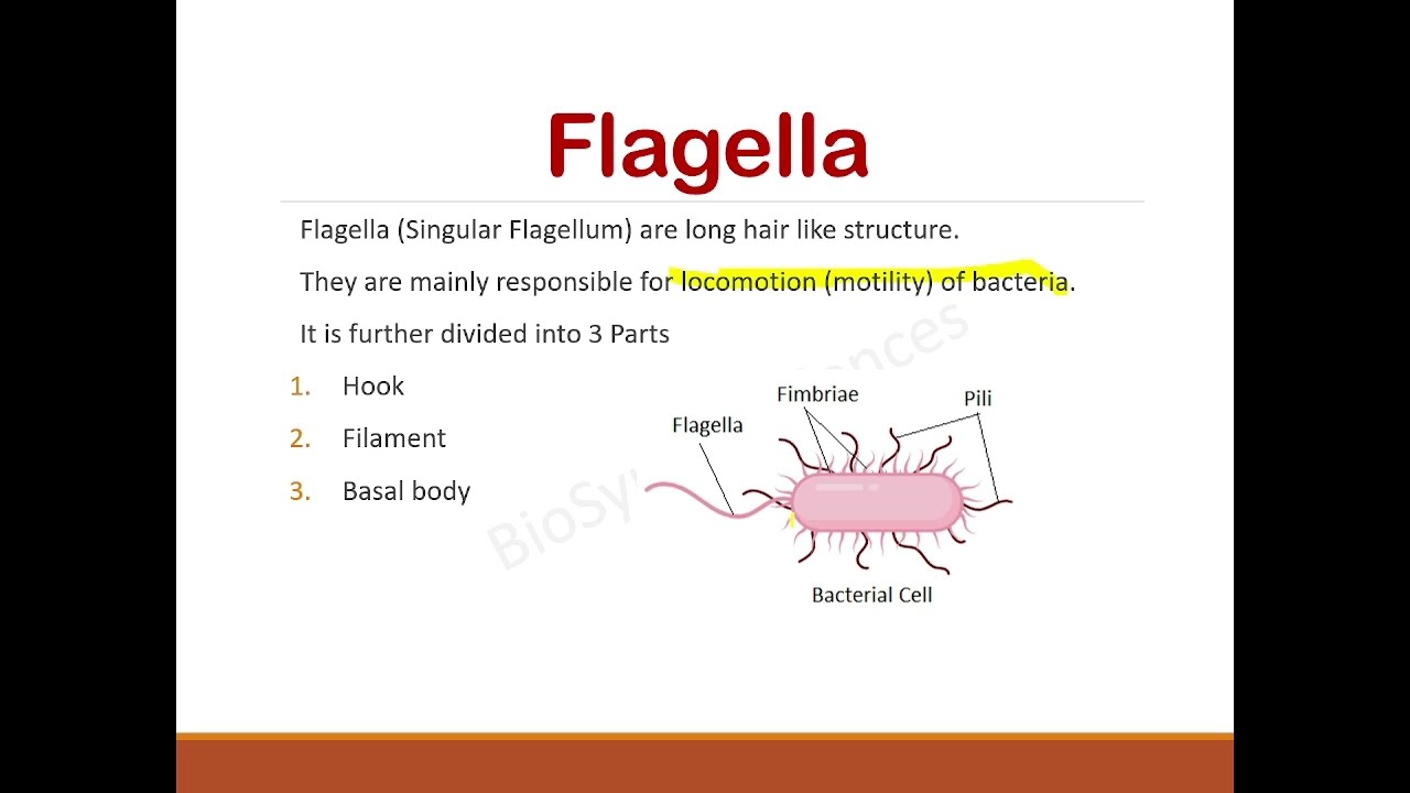 Prokaryotic Cell Structure and it's Function( Bacteria). CSIR NET Life Science