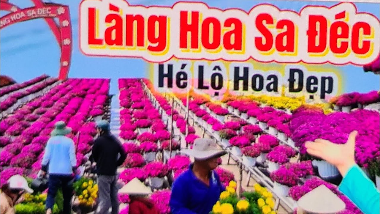 LÀNG HOA SA ĐÉC TẾT 2026 XUẤT HIỆN VƯỜN HOA SIÊU ĐẸP