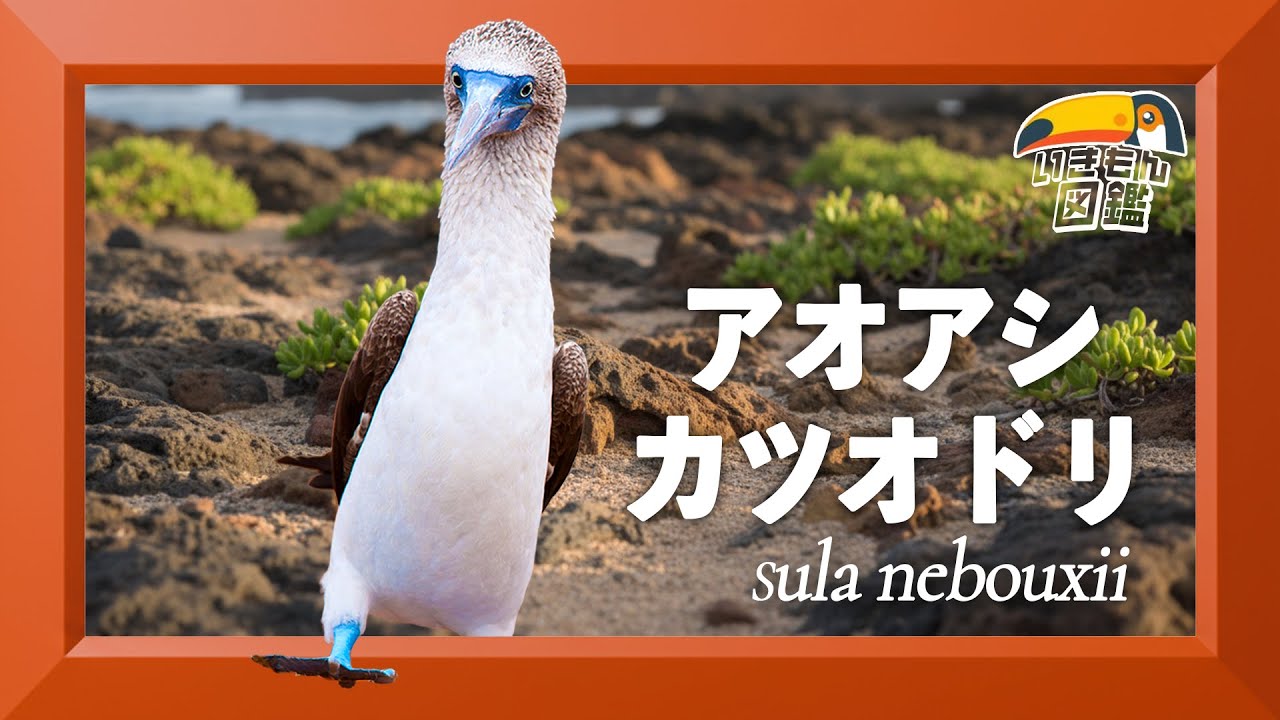 アオアシカツオドリ　ガラパゴスのアイドル