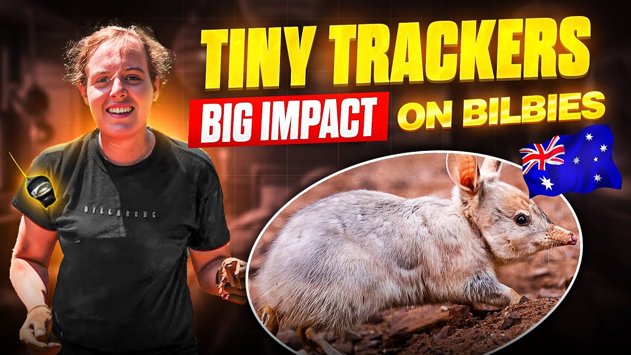 Ep.3 Tiny Trackers, Big Impact on Understanding Bilby Behaviour