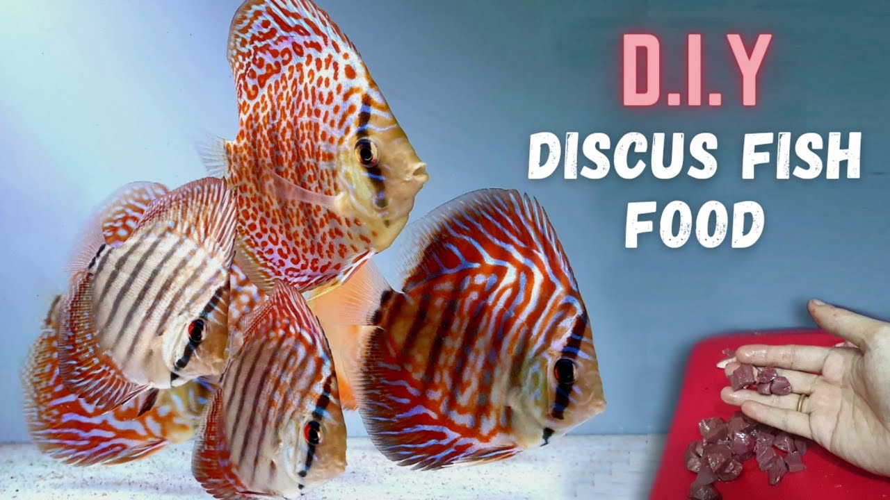 Home-Made Discus Fish Food | DIY Discus Fish Food Tutorial | Goat Heart Mix