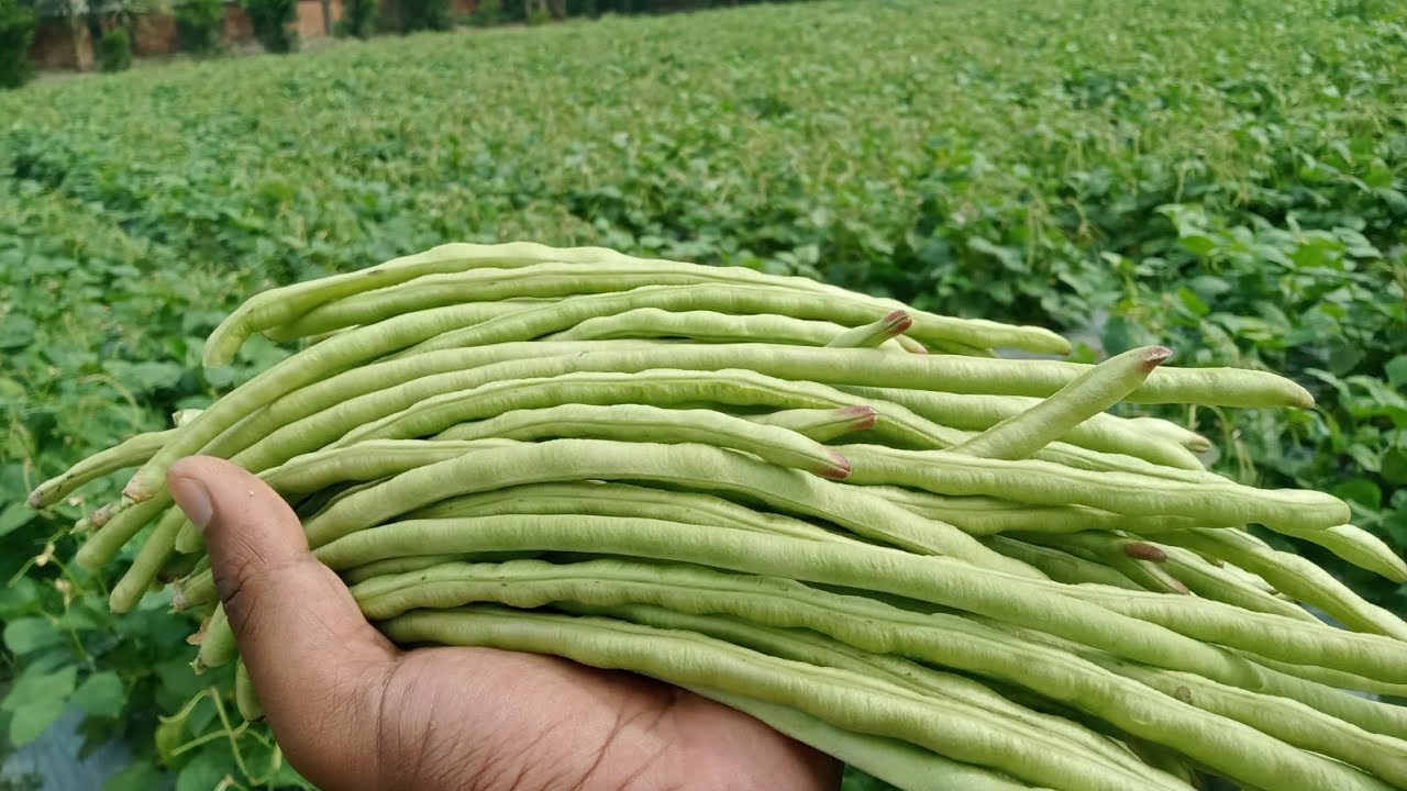 মাচা ছাড়া খাটো জাতের বরবটির বাম্পার ফলন || ৩৫-৪০ দিনেই ফলন ||