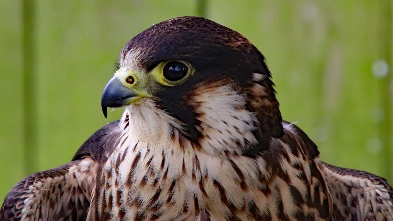 Peregrine Falcon Sounds | Peregrine Falcon Sound Effects | Peregrine Falcon Calls | Falcon Noises