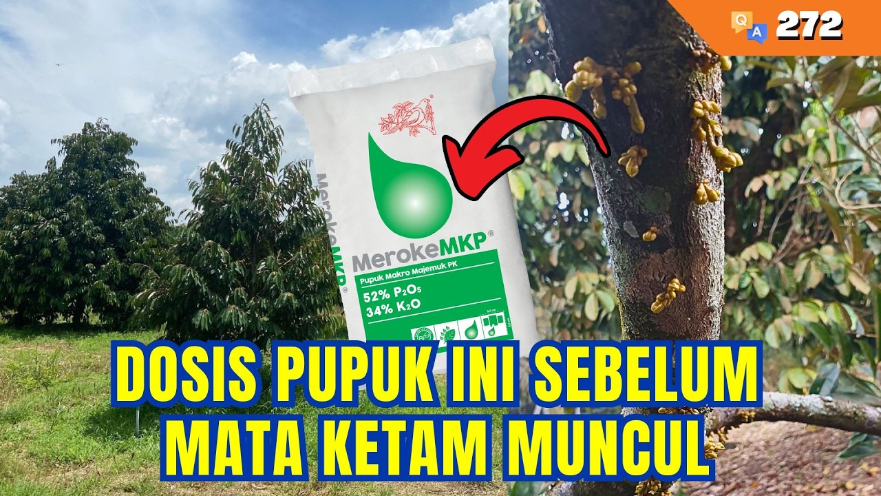 90% Petani Belum Tahu Dosis MerokeMKP Sebelum Mata Ketam! | Q&A #272