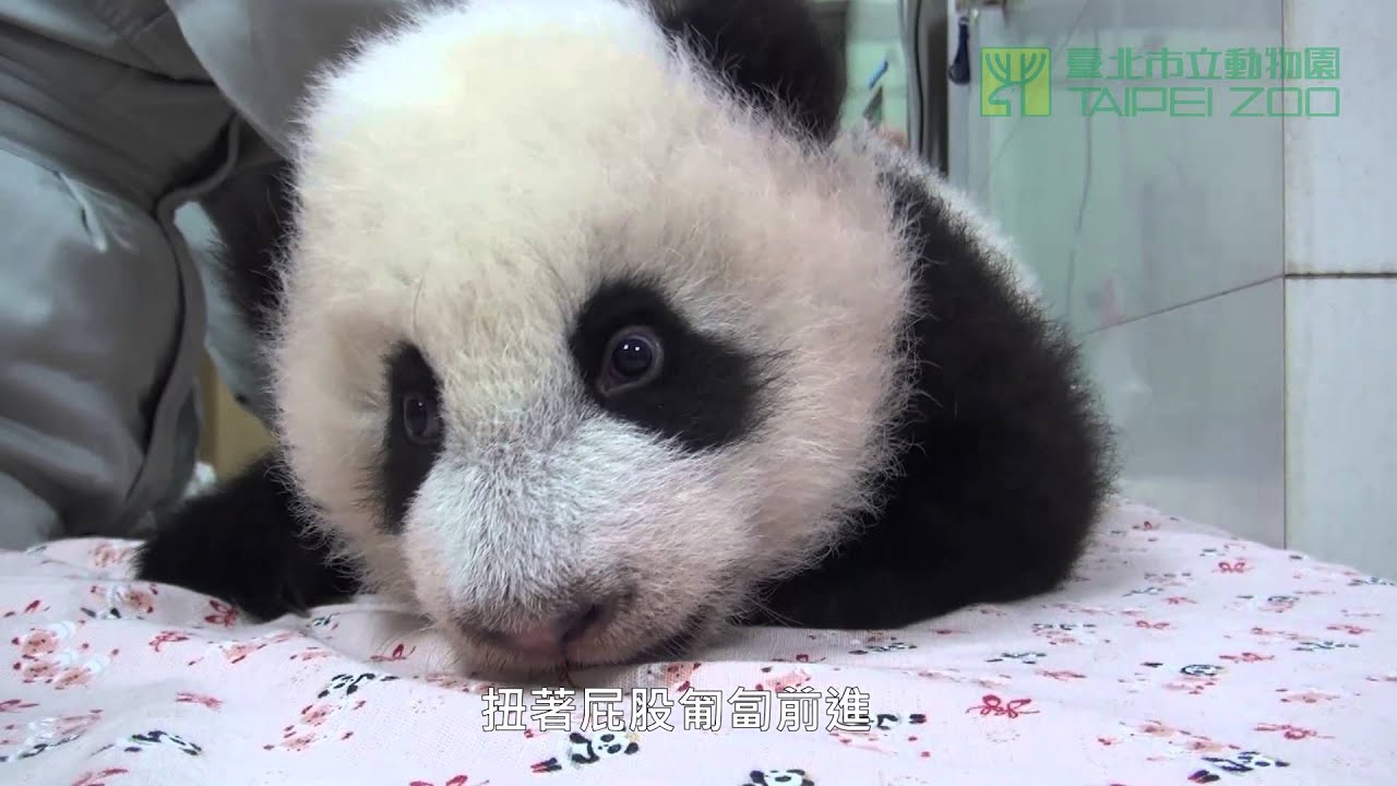 圓仔小跟班 Baby Giant Panda Followed The Zookeeper