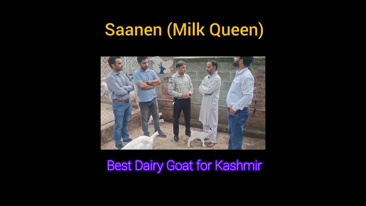Saanen (Milk Queen) Goat Farming in Kashmir: Success Story