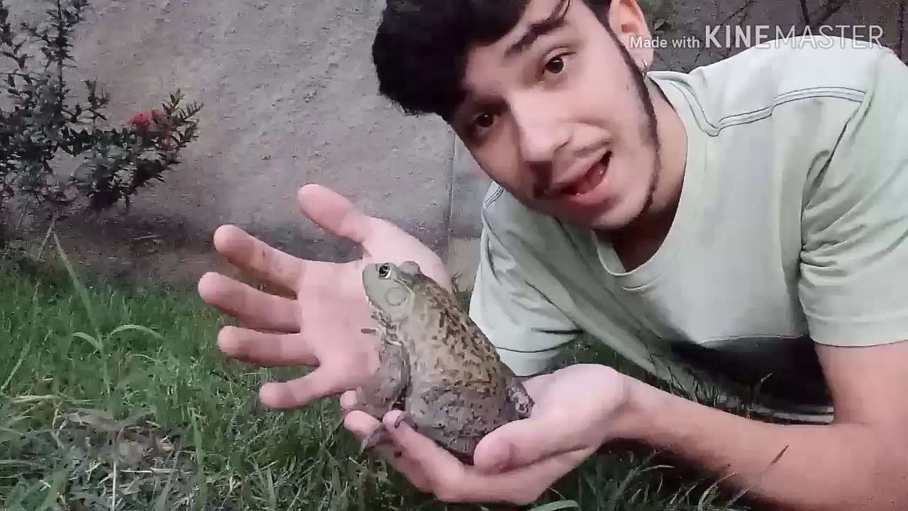 Anfibios: rã touro Americana / VIDA ANIMAL