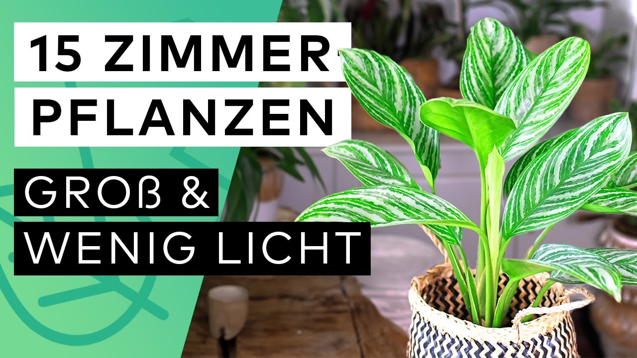 15 große Zimmerpflanzen für wenig Licht 🪴 👍🏼