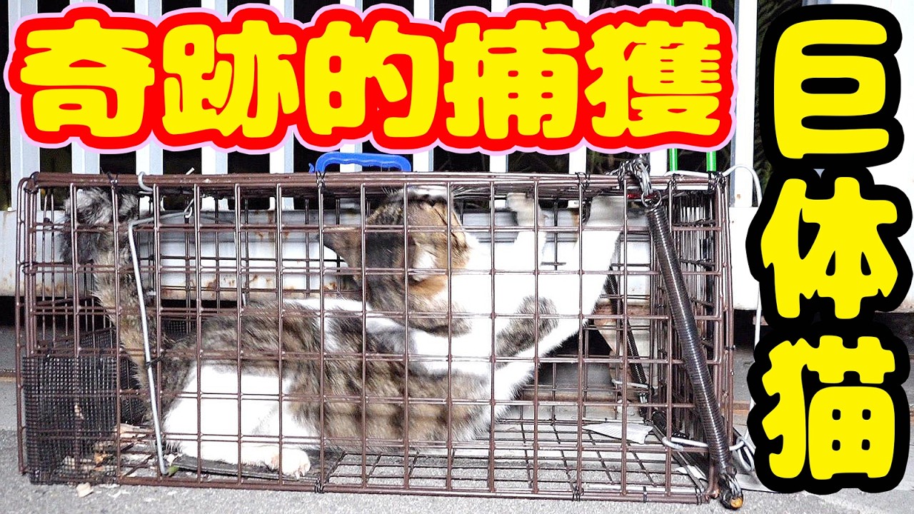 【野良猫活動のリアル】体重７キロ超えの猫の奇跡の捕獲とは？金太郎くん 愛護団体に捨てられた三毛猫たち 高砂神社 祈願【視聴だけでも猫を助けることになります】支援者様 視聴者様 猫たちに神のご加護を！