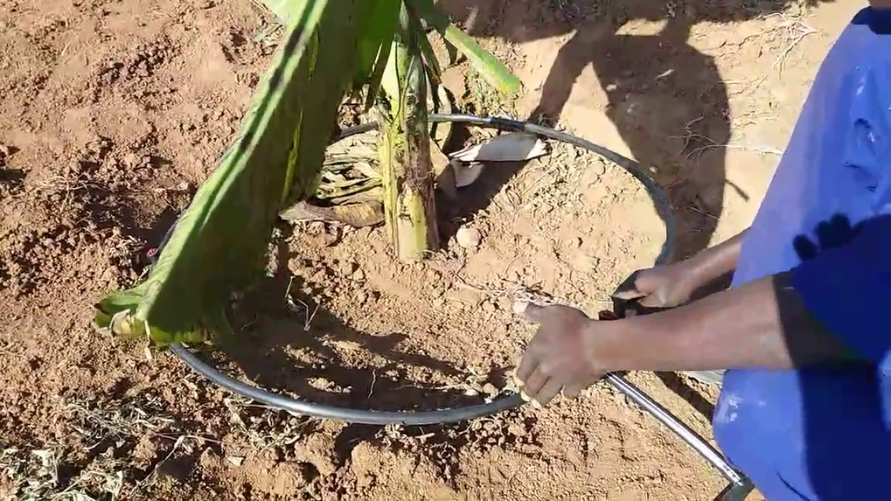 Drip irrigation system for Bananas in uganda