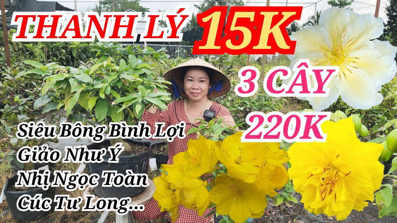 📞 QUỲNH HOA 0363231030 MAI GHÉP SB BÌNH LỢI THANH LÝ DỌN VƯỜN 15K BAO SHIP 01/03/2026 | Bến Tre Ơi