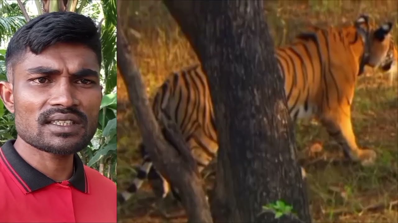 বাঘের সাথে সংঘর্ষ যুদ্ধ করে বেঁচে ফিরেছিলেন তার জীবনের অনুভূতি#বাঘ#সঙ্গে#যুদ্ধ#বেচে #বাঘের সঙ্গে