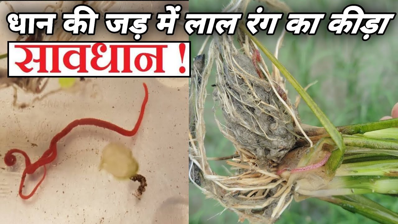 धान में लाल रंग का कीड़ा कितना नुकसान करता है। paddy root red worm। #insects #rice #farming#1401धान