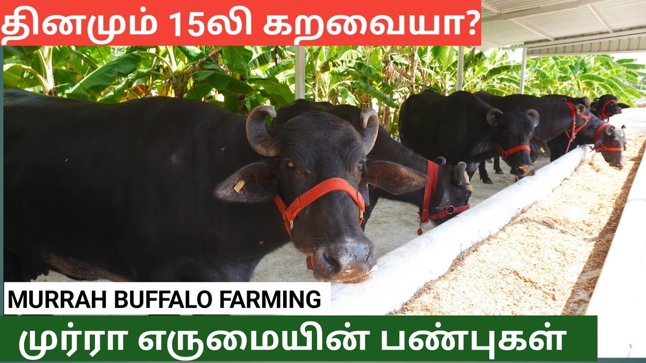 Is Murrah Buffalo Farming profitable? | MURRAH BUFFALO FARMING