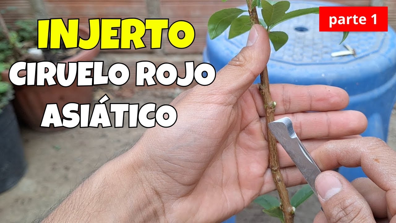 INJERTO DE CIRUELO ROJO ASI&Aacute;TICO parte 1 | frutales de balc&oacute;n