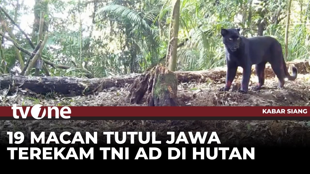 Tim Ekspedisi TNI AD Temukan 19 Macan Tutul | Kabar Siang tvOne
