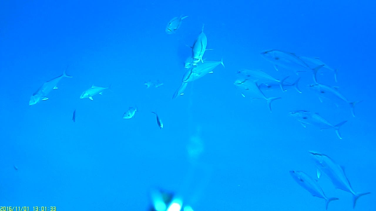 waterwolf underwater HD-  La banda delle ricciole e calamari appetitosi