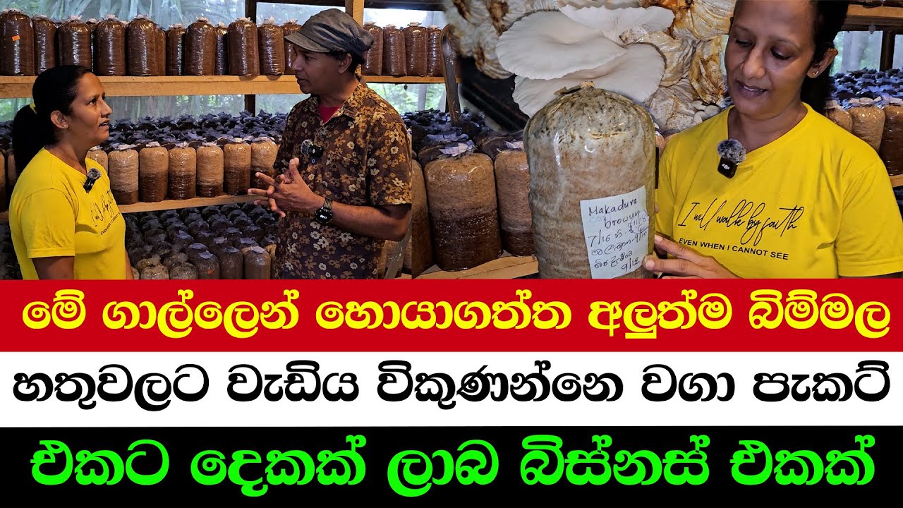 New Mushroom Species Found in Galle | This Farming Method Gives DOUBLE Income
