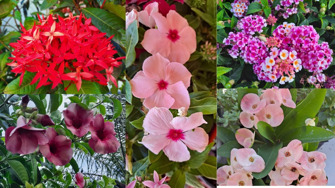10 PLANTAS con MUCHAS  FLORES TODO EL A&Ntilde;O y NO Necesitan de Muchos CUIDADOS  | JARDINES |
