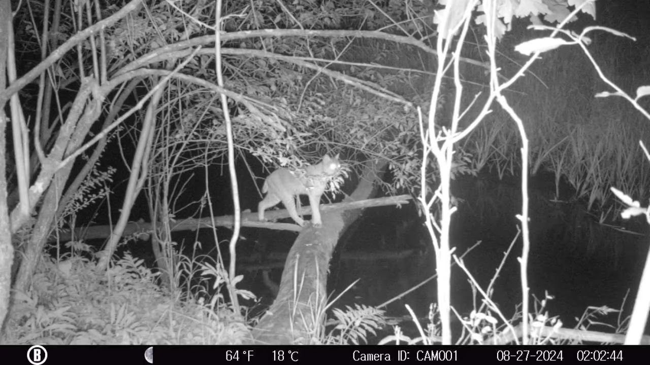 Bobcat Sighting at Tiffany Pines Farm in Rockford Michigan