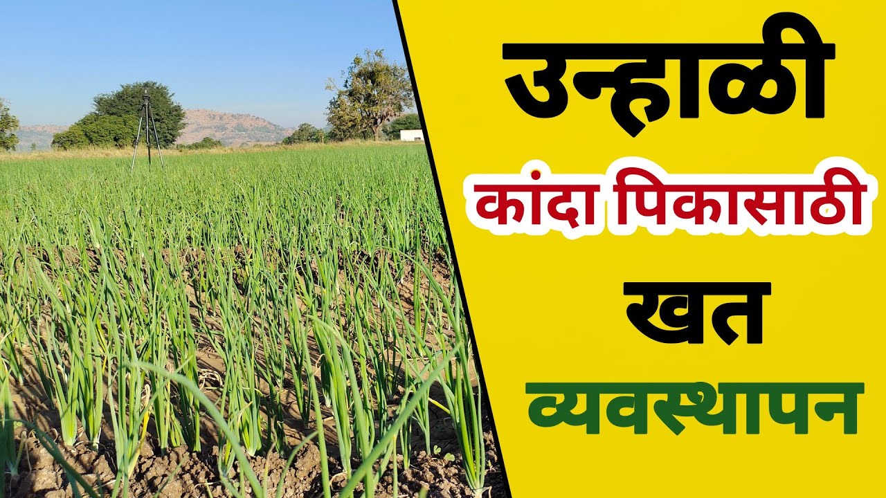 उन्हाळी कांदा खत व्यवस्थापन | unhali kanda khat niyogen | रब्बी कांदा पिकासाठी पहिला खताचा डोस