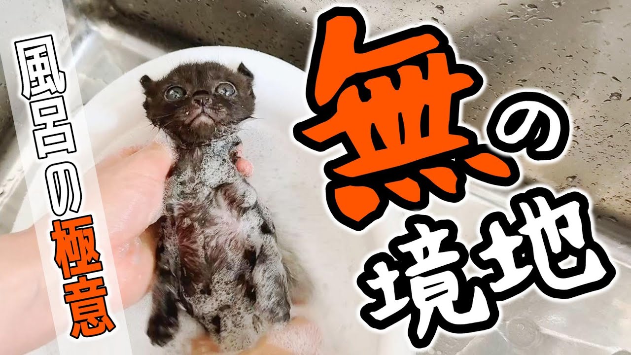 汚れてるっぽかったのでシャンプーしたらまぁまぁのお出汁だった件【保護猫生活13日目】