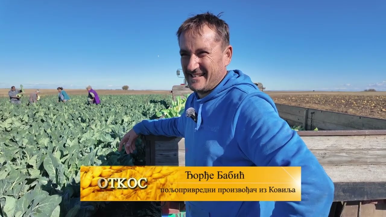 KARFIOL BELI KAO SNEG - SEKRETI NAJBOLJEG POVRCA U KOVILJU - BRICA ZASLUZUJE VASU PAZNJU .