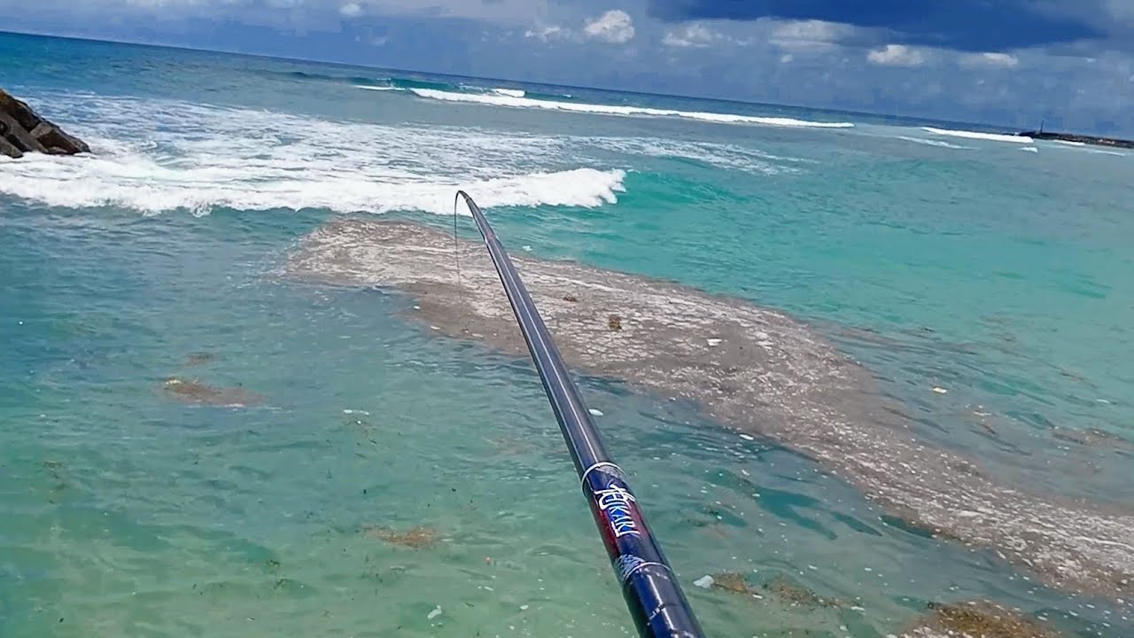 Mancing Baronang pakai tegek Hikari GENZO 7.20 tehnik garong gantung