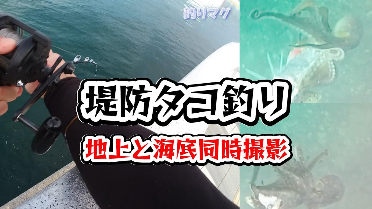 水中撮影の最高傑作！【タコ釣り】堤防