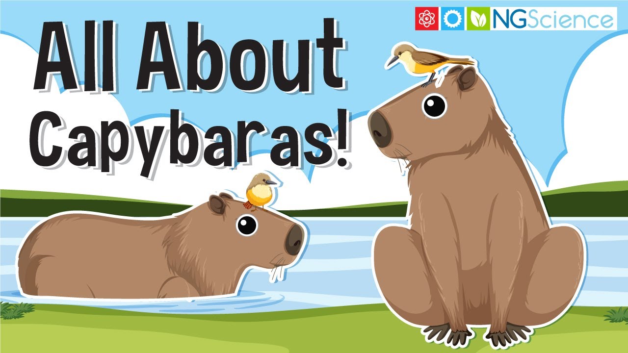 Всё о капибарах!