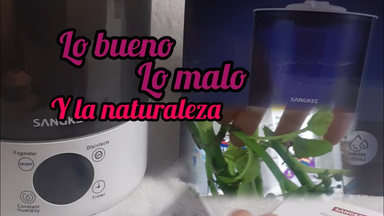  Tragedia con la Dalia, curio rowleyanus y begonia maculata. Humidificador nuevo 