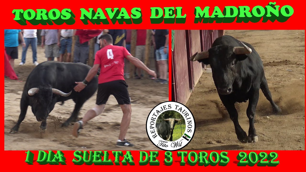 1 DIA 3 TOROS  FESTEJOS TAURINOS NAVAS DEL MADROÑO 2022  EN 4K