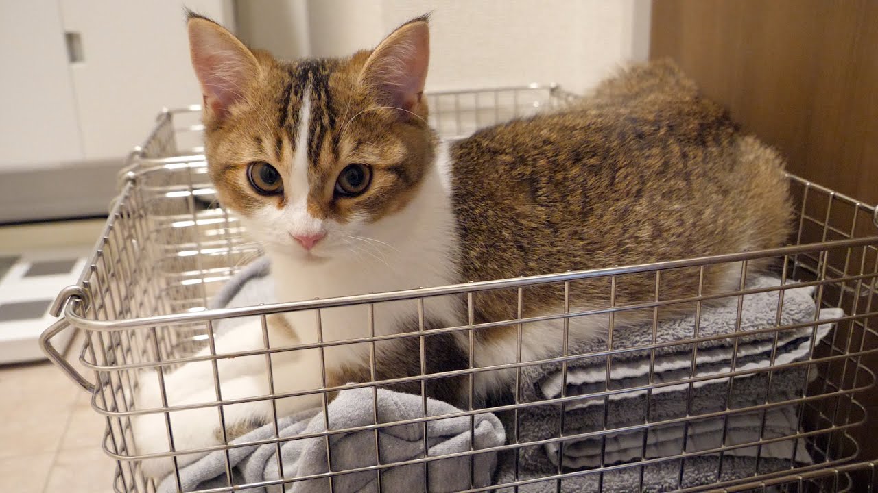 Kitten Nico has finally found a place where he feels right at home.
