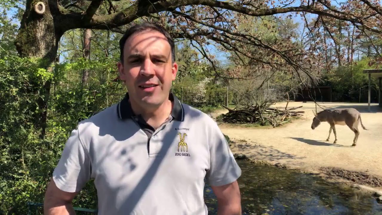 Junger Somali-Wildesel im Zoo Basel