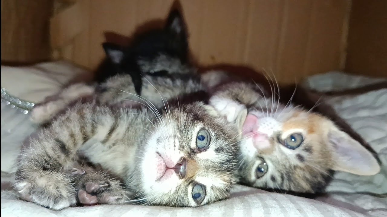 Incredibly cute kittens playing inside a box with movements that will amaze you