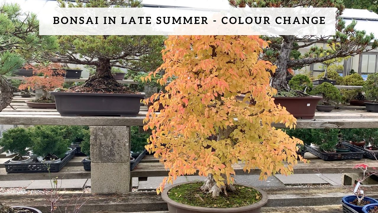 Bonsai in Late Summer - Changing Colours