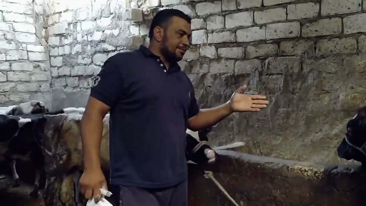 كيفيه تجريع العجول الصغيره للديدان المعويه قبل الدخول على العلف