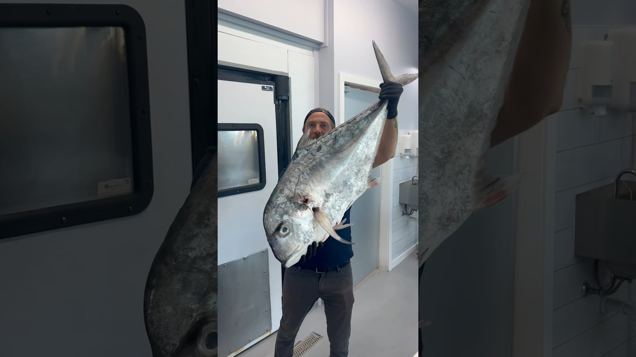 African Pompano, another killer option from the Jack family.🔪 @DexterOutdoors