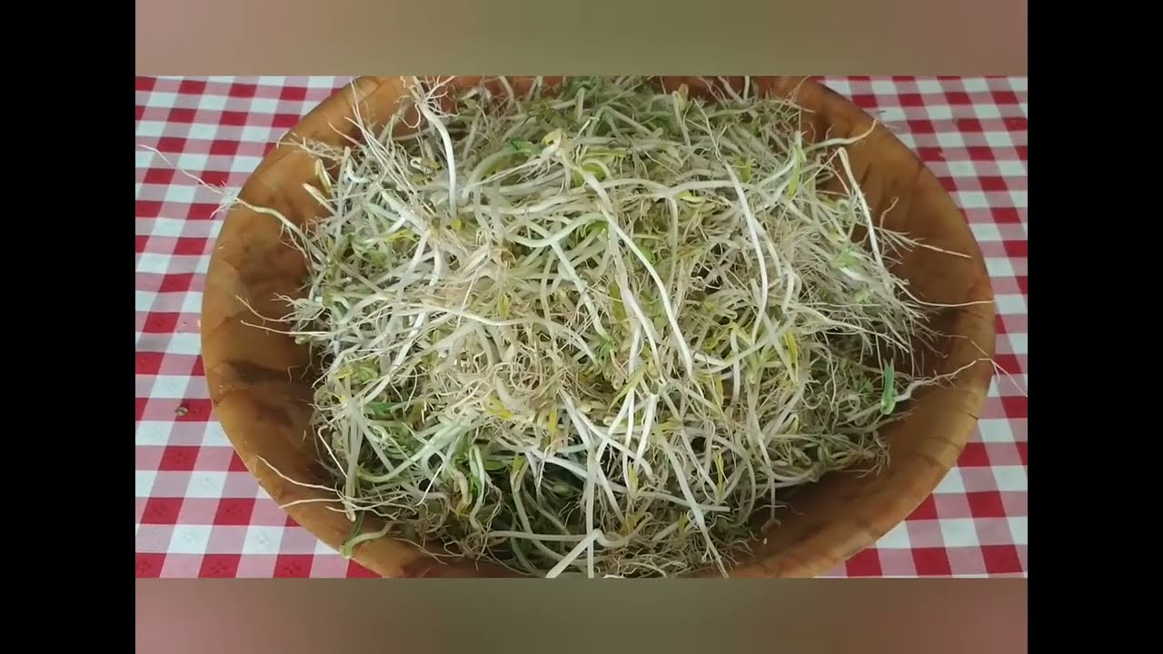 🌱 Germinados de Frijoles Chinos Hechos en Casa | Fácil, Saludable y Económico 🍽️