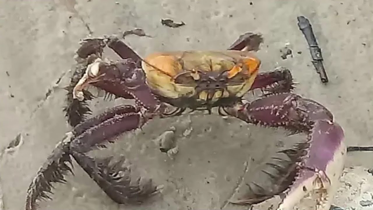 Pescando Caranguejos no Manguezal