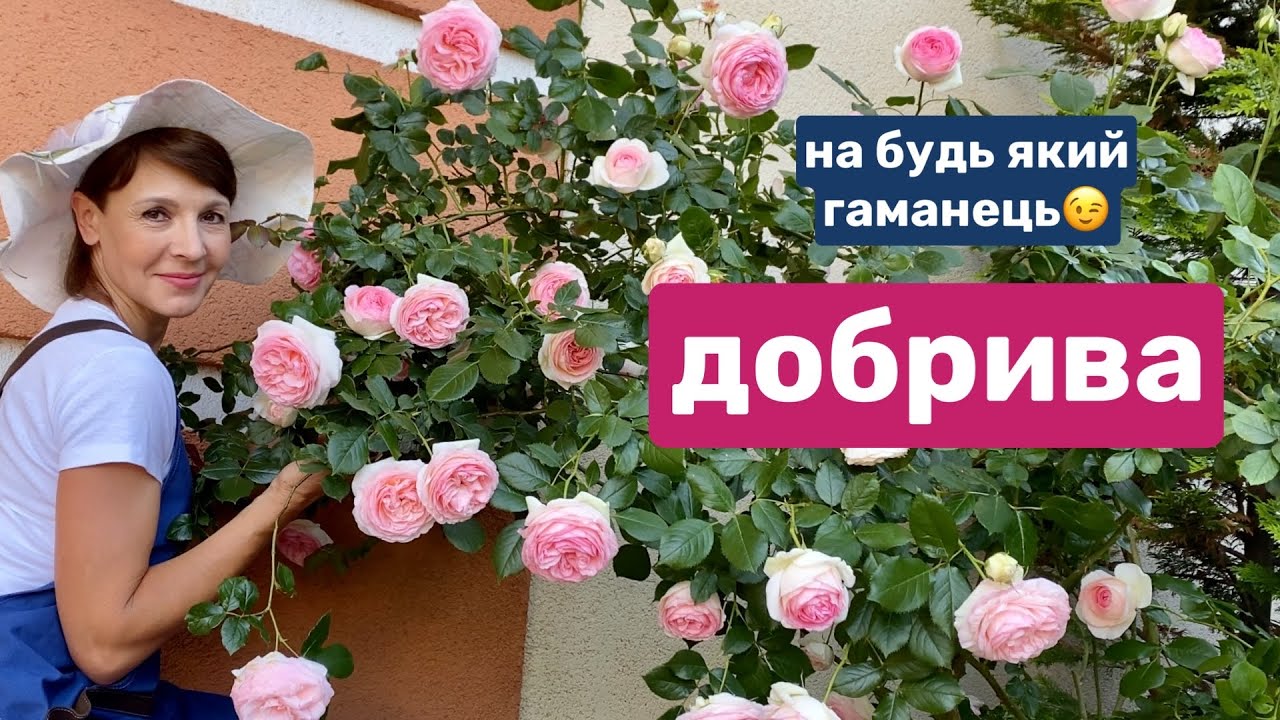 Чим підживити троянди влітку.Хлороз. Добриво з попелу.