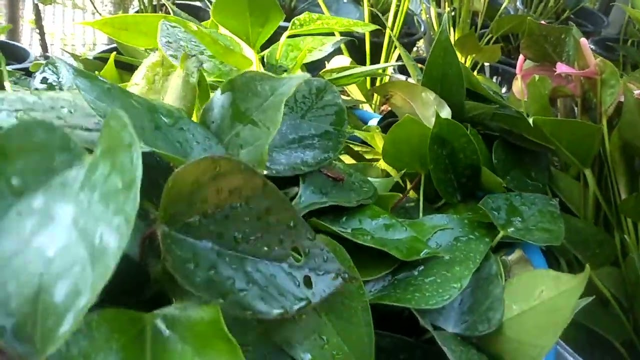 anthuriyan #0772106907 #forsale #plant #srilanka